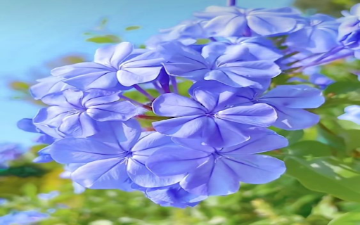 Blue Plumbago wallpapers  from Chrome web store to be run with OffiDocs Chromium online