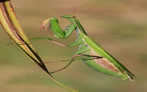 blue praying mantis wallpaper  from Chrome web store to be run with OffiDocs Chromium online