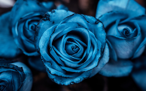Blue roses  from Chrome web store to be run with OffiDocs Chromium online