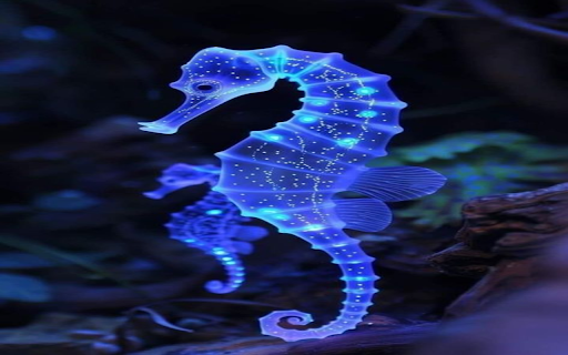 Blue seahorse wallpaper  from Chrome web store to be run with OffiDocs Chromium online