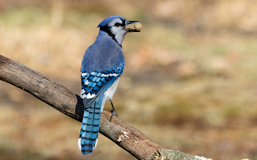 Blue tailed bird  from Chrome web store to be run with OffiDocs Chromium online