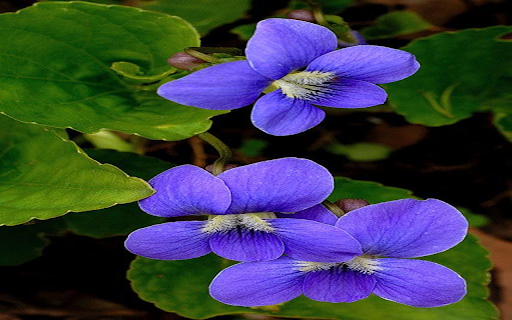 Blue violet wallpaper  from Chrome web store to be run with OffiDocs Chromium online