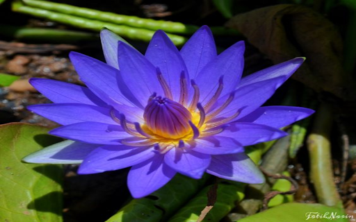 Blue water lily wallpaper  from Chrome web store to be run with OffiDocs Chromium online