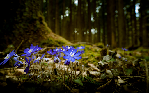 Blue Woodland Wildflowers  from Chrome web store to be run with OffiDocs Chromium online