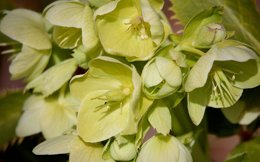 blue yellow flower branch  from Chrome web store to be run with OffiDocs Chromium online