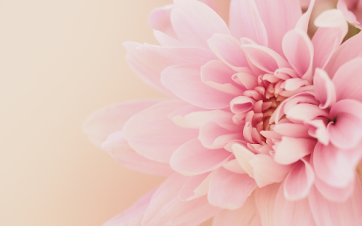 Blush Bloom: A Soft Pink Daisy in Full Blossom  from Chrome web store to be run with OffiDocs Chromium online