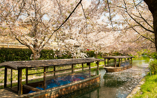 boats sailing on water channel near blooming trees  from Chrome web store to be run with OffiDocs Chromium online