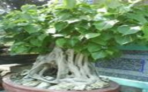 Bodhi tree wallpaper  from Chrome web store to be run with OffiDocs Chromium online
