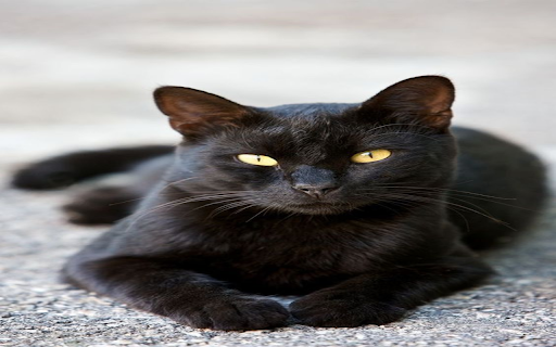 Bombay cat wallpapers  from Chrome web store to be run with OffiDocs Chromium online