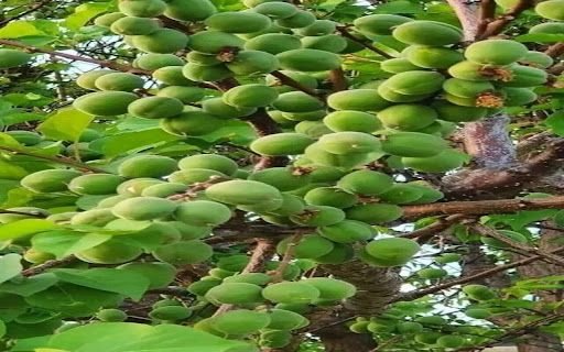 Bo Quan fruit wallpaper  from Chrome web store to be run with OffiDocs Chromium online