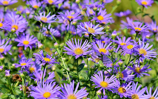 Borage chrysanthemum  from Chrome web store to be run with OffiDocs Chromium online