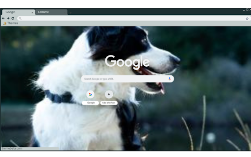 Border Collie  from Chrome web store to be run with OffiDocs Chromium online