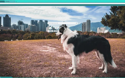 Border Collie OLan  from Chrome web store to be run with OffiDocs Chromium online