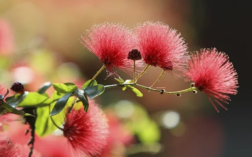 BOTTLE BRUSH THEME  from Chrome web store to be run with OffiDocs Chromium online