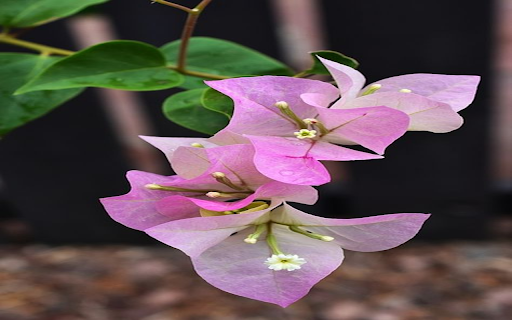 Bougainvillea branch wallpaper  from Chrome web store to be run with OffiDocs Chromium online
