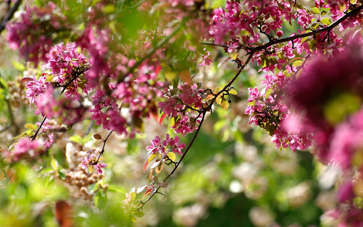 Bougainvillea flowers bloom  from Chrome web store to be run with OffiDocs Chromium online