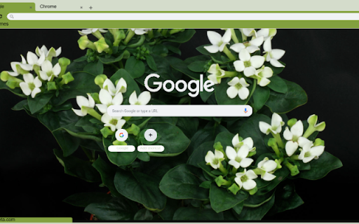 Bouvardia  from Chrome web store to be run with OffiDocs Chromium online