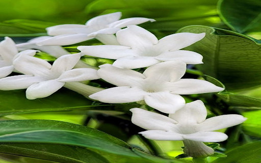 Bouvardia Flowers wallpaper  from Chrome web store to be run with OffiDocs Chromium online