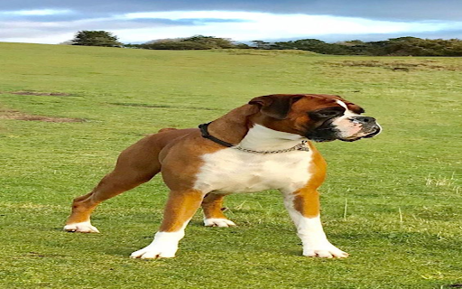 boxer dog wallpapers  from Chrome web store to be run with OffiDocs Chromium online