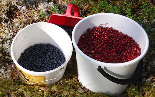 Box of black and red fruits  from Chrome web store to be run with OffiDocs Chromium online