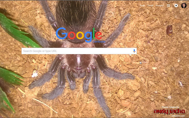 Brachypelma albopilosum, Spiderling Tarantula de la boutique en ligne Chrome à exécuter avec OffiDocs Chromium en ligne