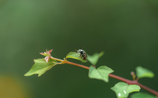Branches and Insects  from Chrome web store to be run with OffiDocs Chromium online