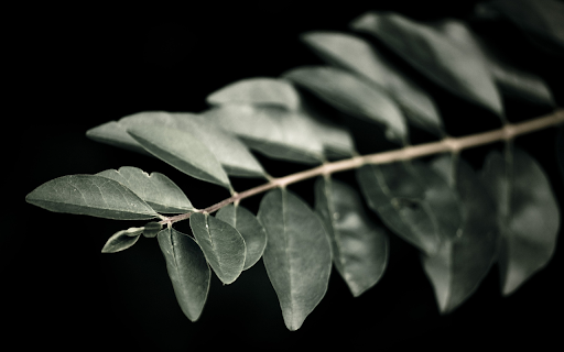 Branches and leaves are symmetrical  from Chrome web store to be run with OffiDocs Chromium online
