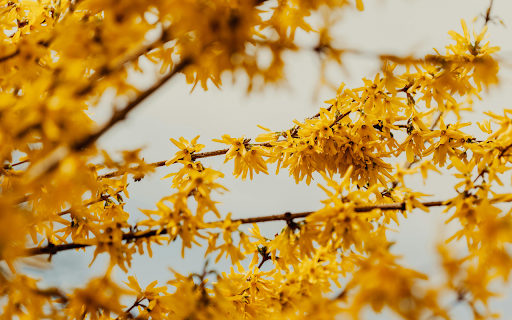 Branches of forsythia tree with flowers  from Chrome web store to be run with OffiDocs Chromium online