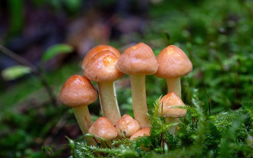 Bread mushroom dust  from Chrome web store to be run with OffiDocs Chromium online