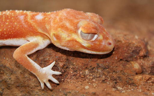 Bread skin lizard  from Chrome web store to be run with OffiDocs Chromium online