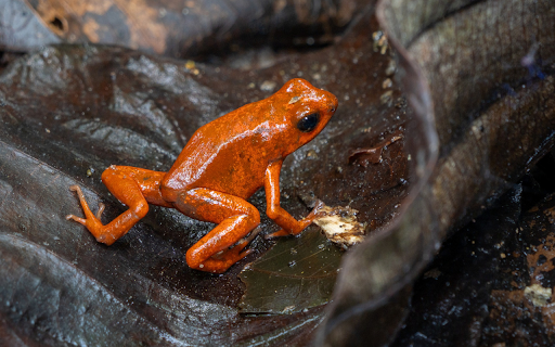 Brick colored frog  from Chrome web store to be run with OffiDocs Chromium online
