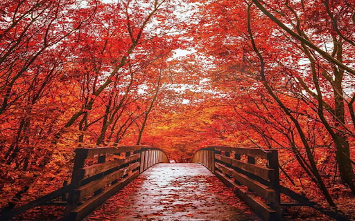 Bridge between red leaf trees wallpaper  from Chrome web store to be run with OffiDocs Chromium online
