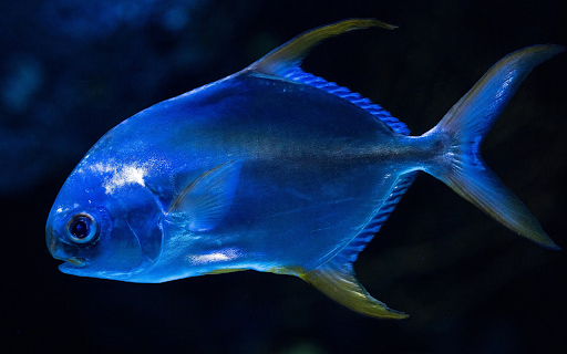Bright colored fish  from Chrome web store to be run with OffiDocs Chromium online
