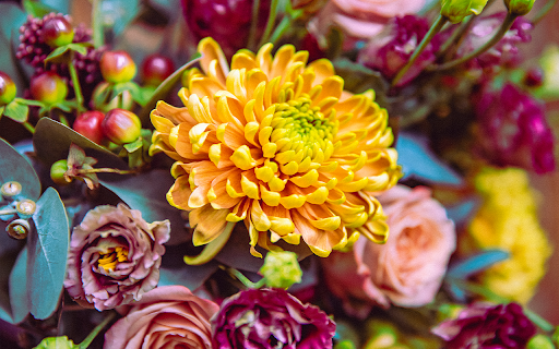 Bright daisies with other flowers in the background  from Chrome web store to be run with OffiDocs Chromium online