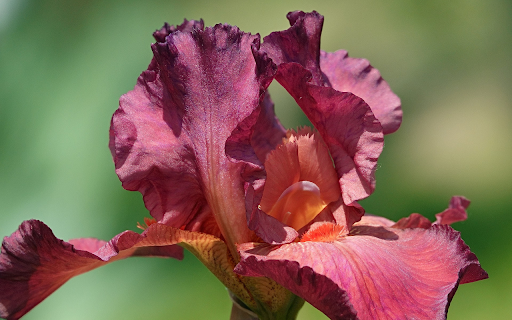 Bright Dark Red Flower  from Chrome web store to be run with OffiDocs Chromium online