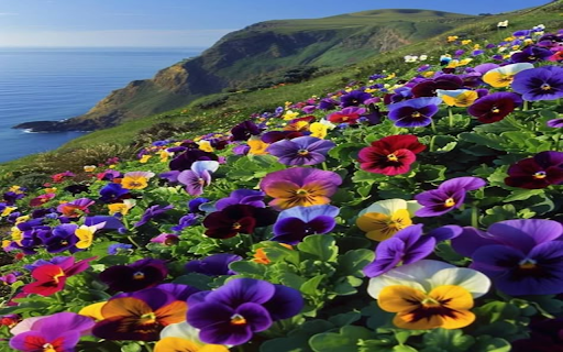 Bright flower hill wallpaper  from Chrome web store to be run with OffiDocs Chromium online
