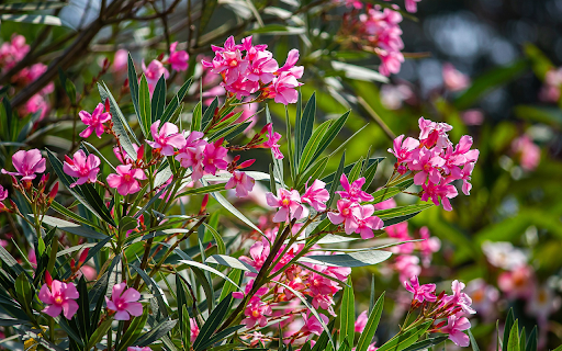 Bright Flower Tree in the Sun  from Chrome web store to be run with OffiDocs Chromium online