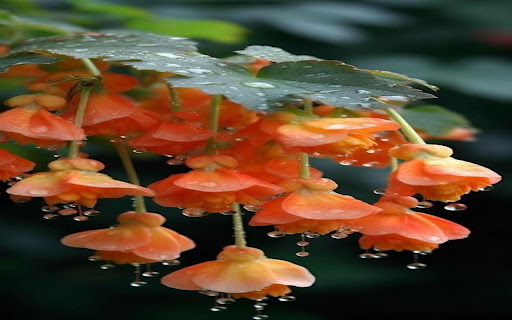 bright orange flower cluster wallpaper  from Chrome web store to be run with OffiDocs Chromium online