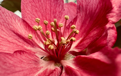 Bright Pink Flower  from Chrome web store to be run with OffiDocs Chromium online