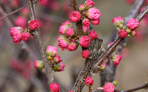 Bright Pink Peach Blossoms  from Chrome web store to be run with OffiDocs Chromium online
