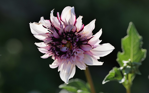 Bright purple dahlias  from Chrome web store to be run with OffiDocs Chromium online