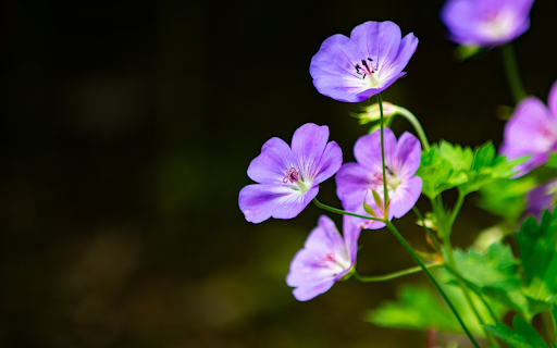 Bright purple flowers  from Chrome web store to be run with OffiDocs Chromium online
