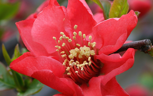 Bright Red Camellia  from Chrome web store to be run with OffiDocs Chromium online