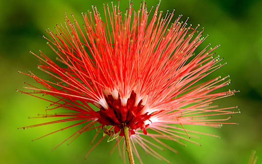 Bright red flower  from Chrome web store to be run with OffiDocs Chromium online