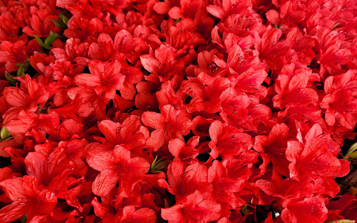 Bright Red Flower Bed  from Chrome web store to be run with OffiDocs Chromium online