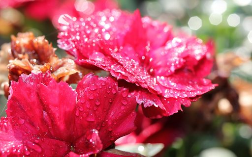 Bright red petals  from Chrome web store to be run with OffiDocs Chromium online