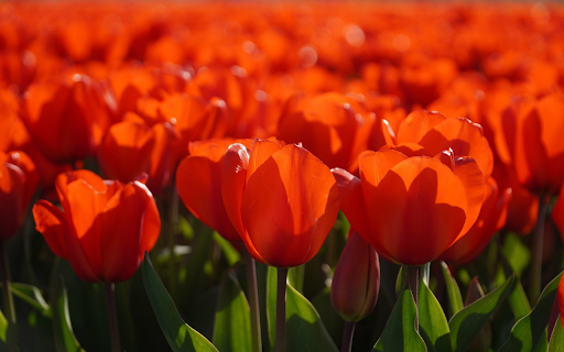 bright red tulips  from Chrome web store to be run with OffiDocs Chromium online
