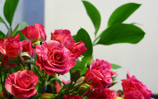 Bright rose bouquet  from Chrome web store to be run with OffiDocs Chromium online