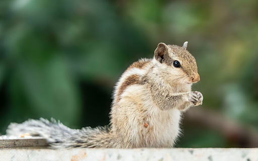 Bright Squirrel  from Chrome web store to be run with OffiDocs Chromium online