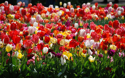 Bright Tulip Bed  from Chrome web store to be run with OffiDocs Chromium online